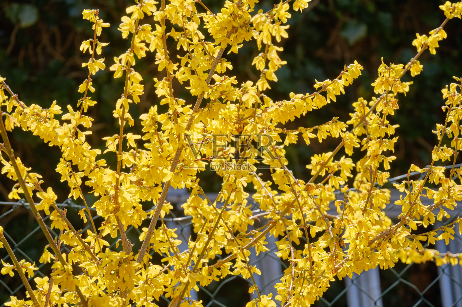 美丽的黄色连翘的特写照片摄影图片