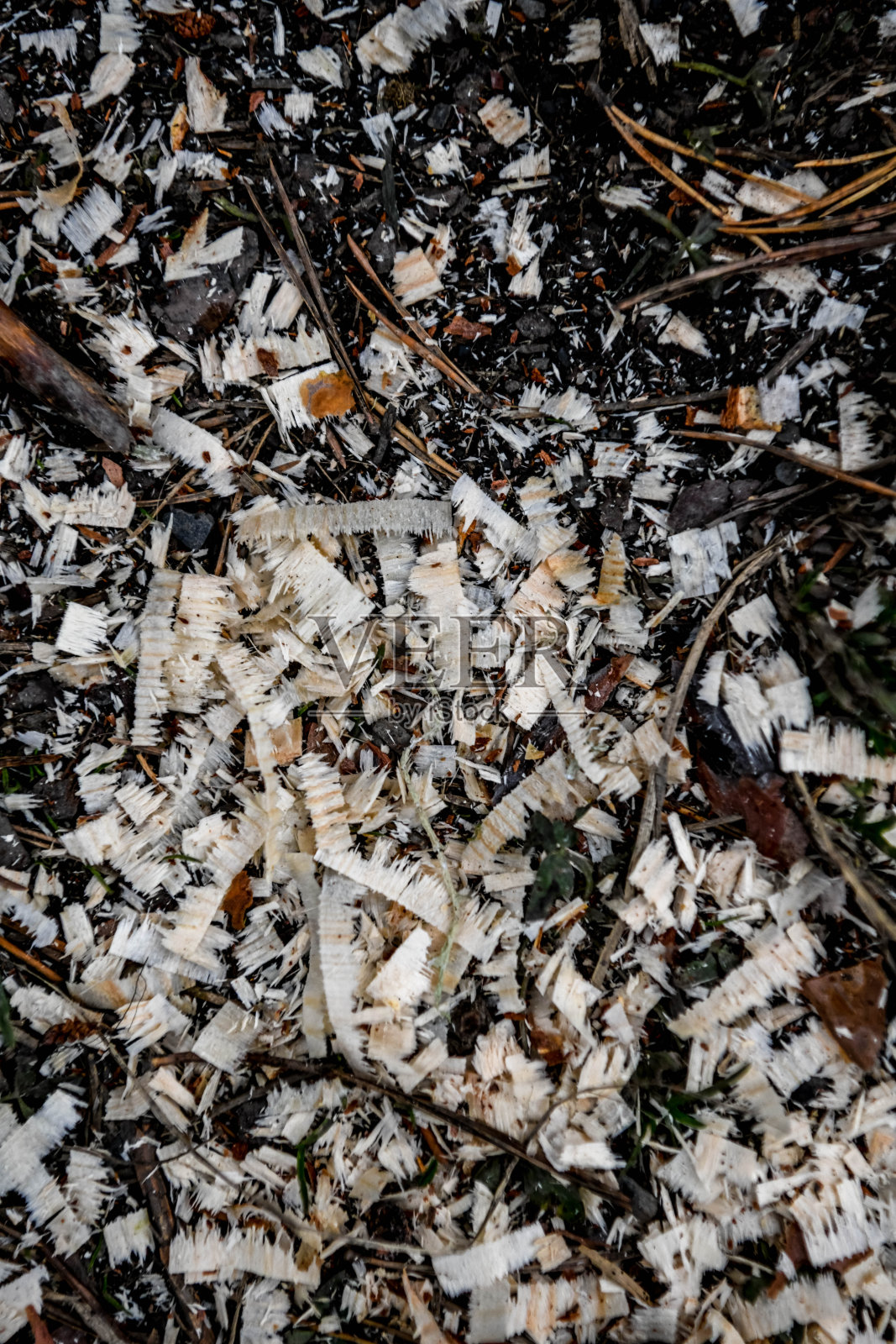 自然的纹理照片摄影图片