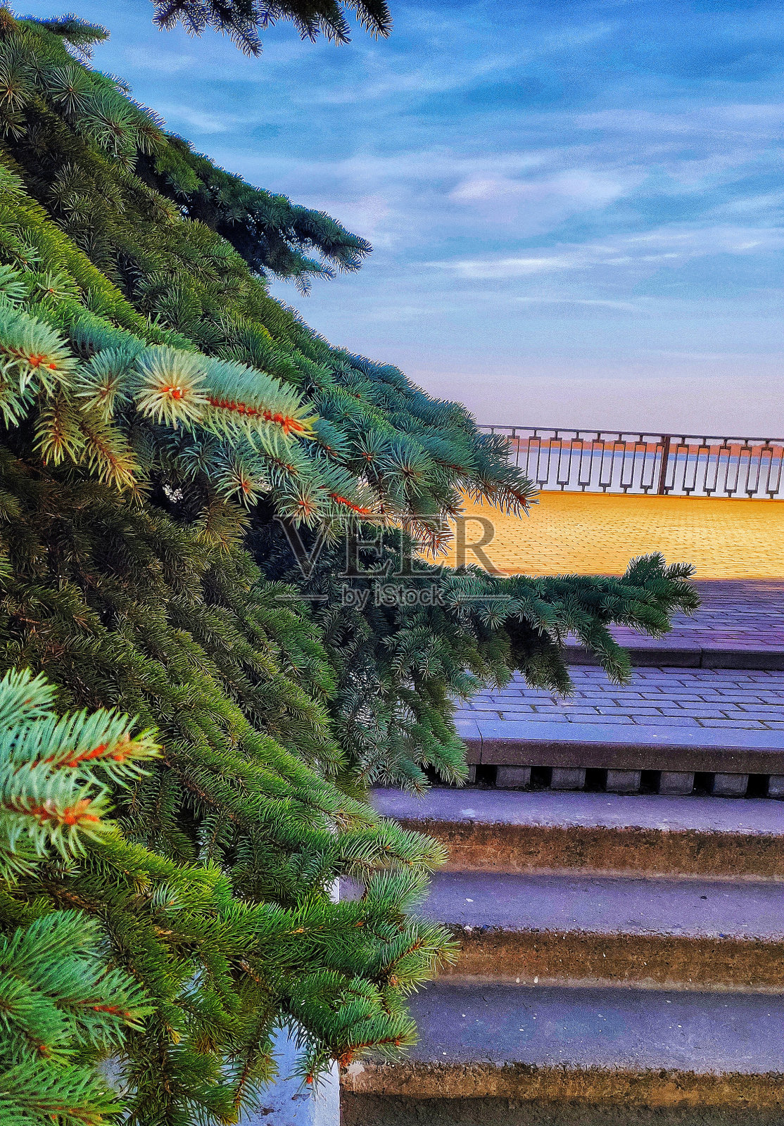 伏尔加河下游美丽的冷杉树照片摄影图片