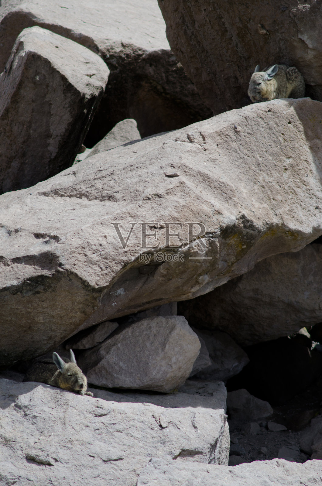 南部的粘岩粘岩之间休息。照片摄影图片