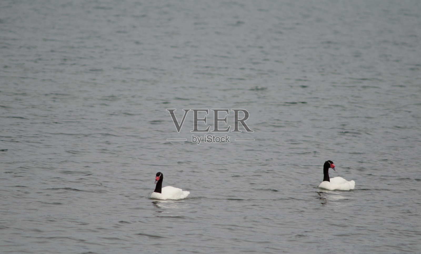 海中的黑颈天鹅。照片摄影图片