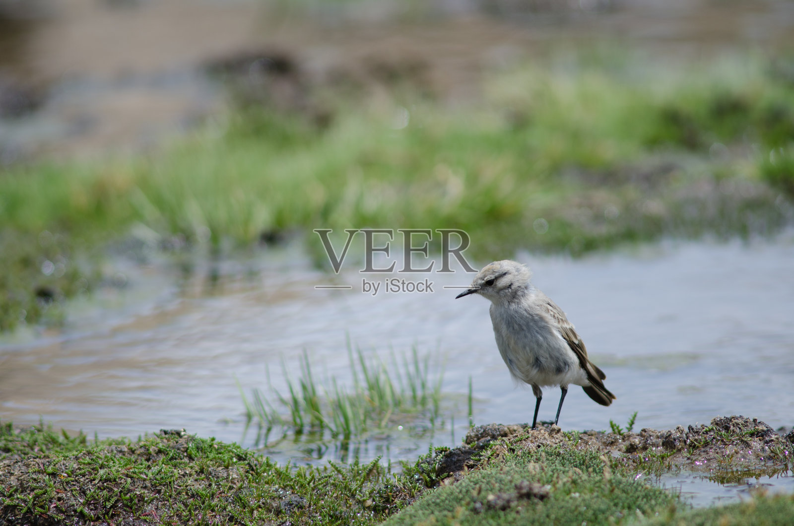 Puna地面暴君Muscisaxicola juninensis在一个草地。照片摄影图片