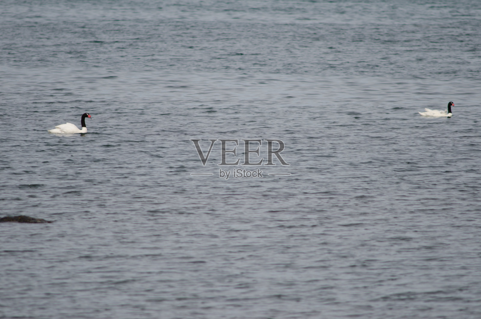 海中的黑颈天鹅。照片摄影图片