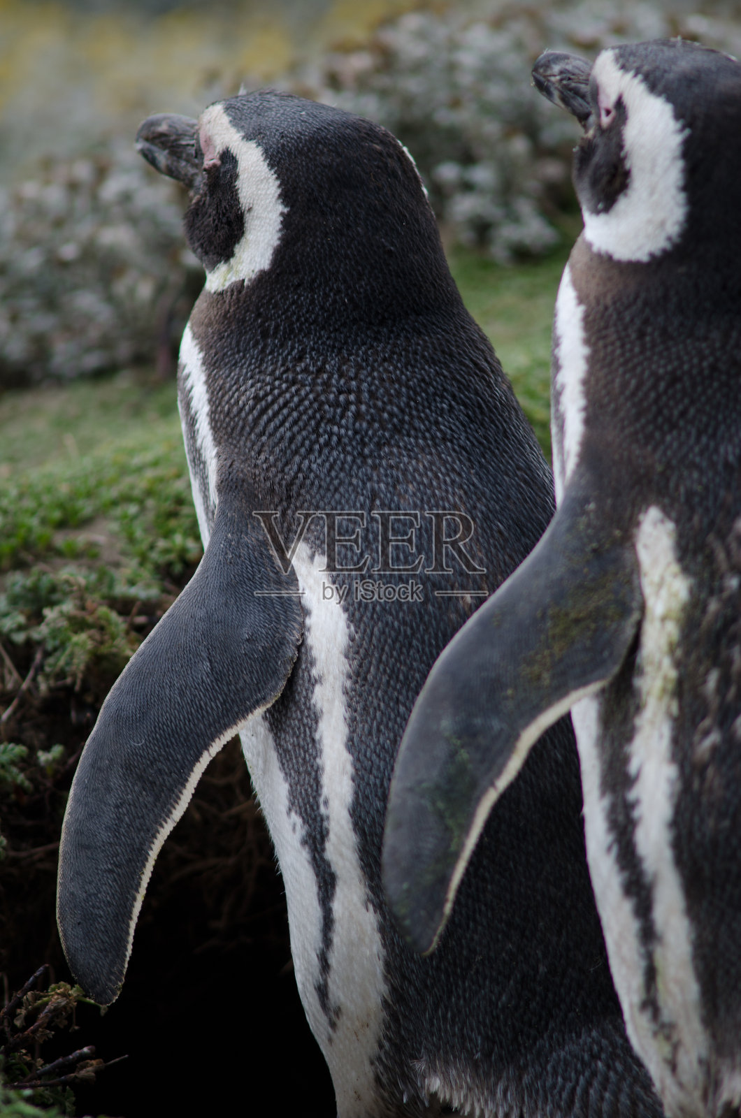 奥特威湾和企鹅保护区的麦哲伦企鹅。照片摄影图片