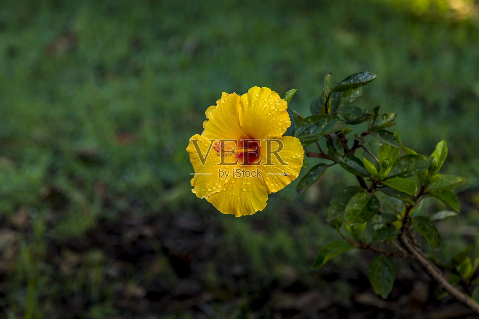 在澳大利亚悉尼的一个公园里，在一个阴天的夏天。照片摄影图片
