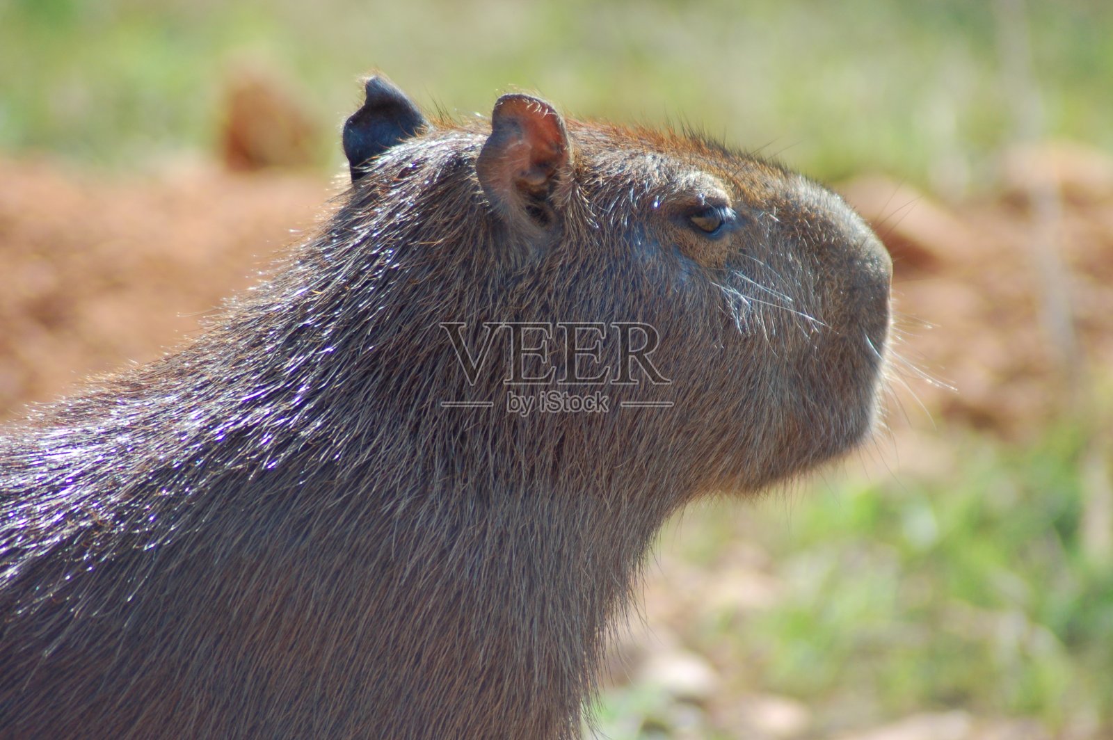 巴西潘塔纳尔的水豚群照片摄影图片