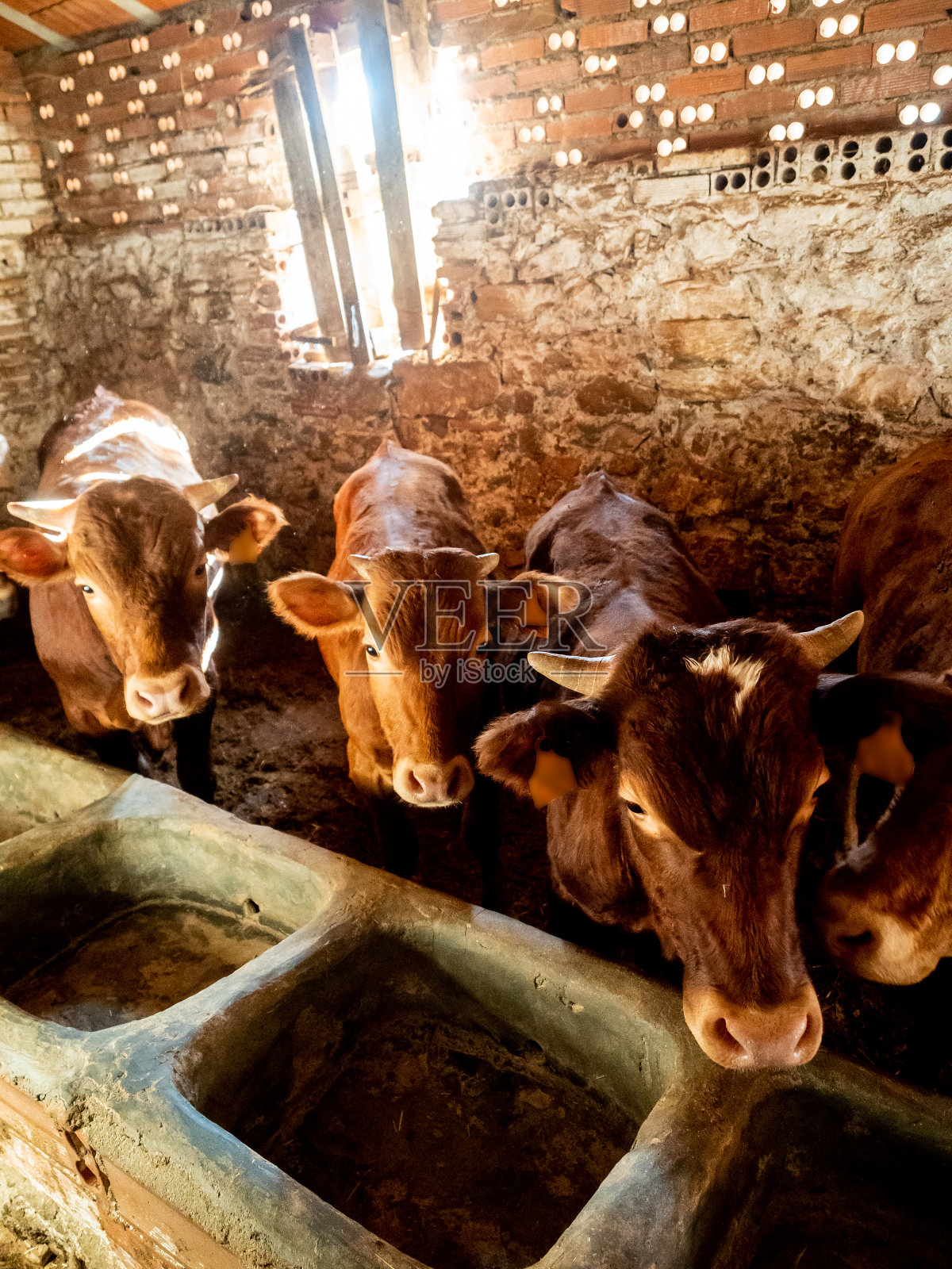 小牛和母牛的农场照片摄影图片