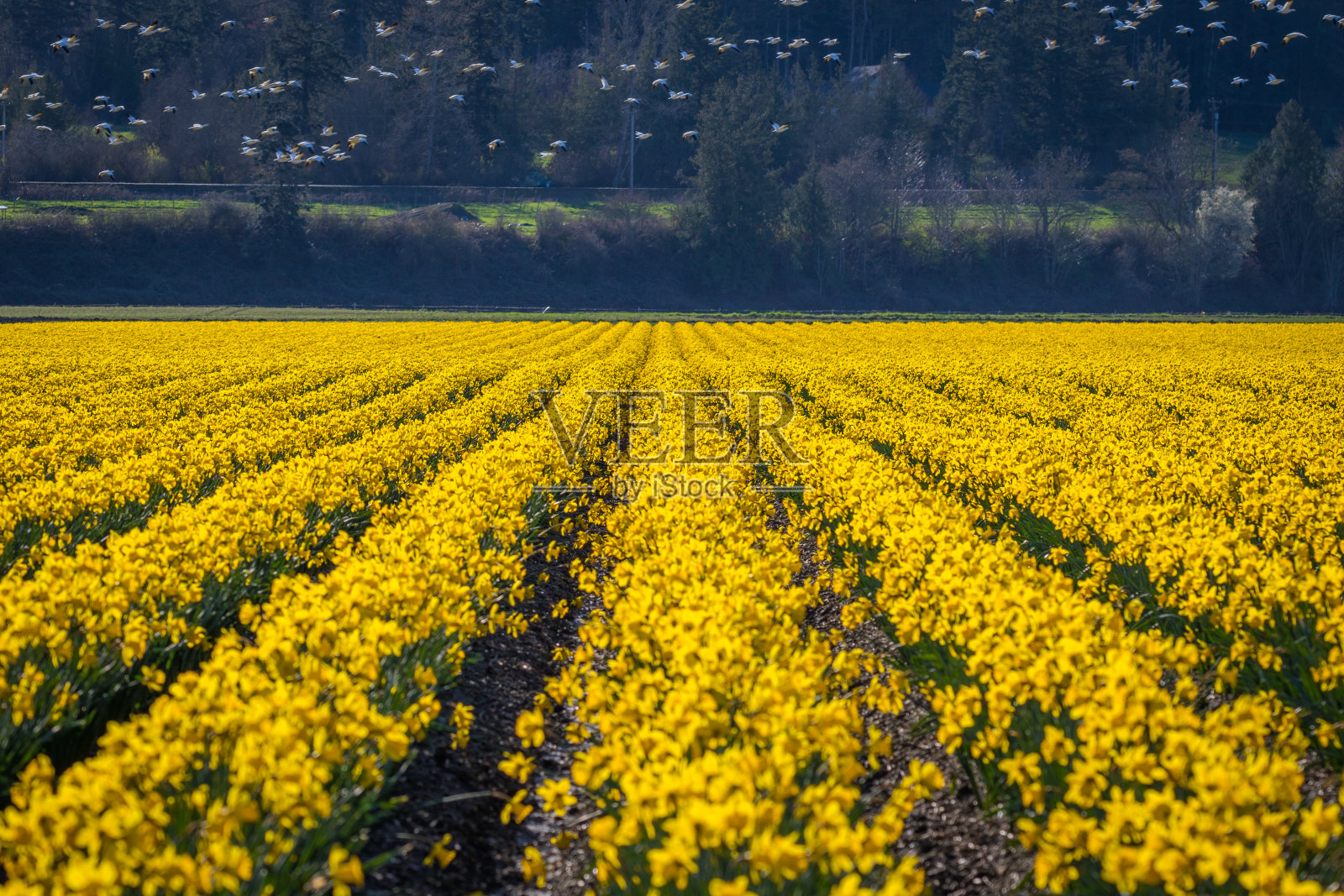 一片片美丽的黄色水仙花。春天盛开的水仙花。照片摄影图片