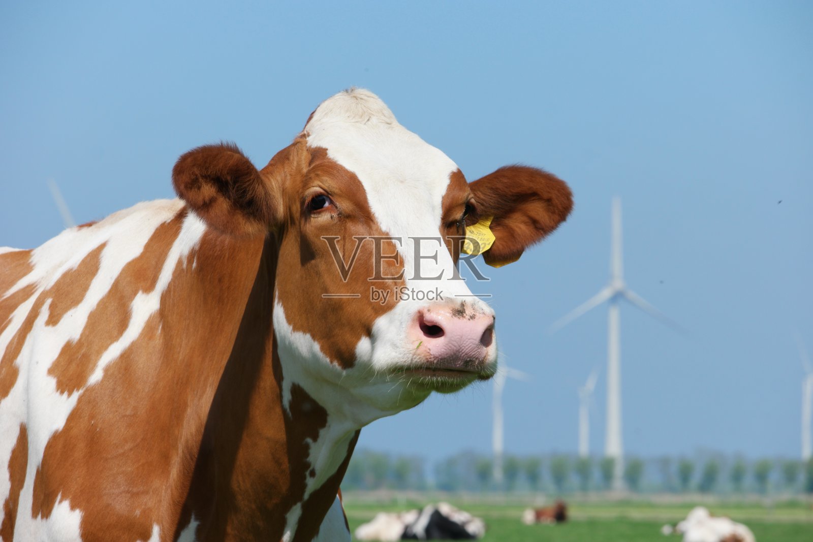 荷兰奶牛在草地上的春天在荷兰的Noordoostpolder Flevoland，黑色和白色的奶牛在草地上照片摄影图片