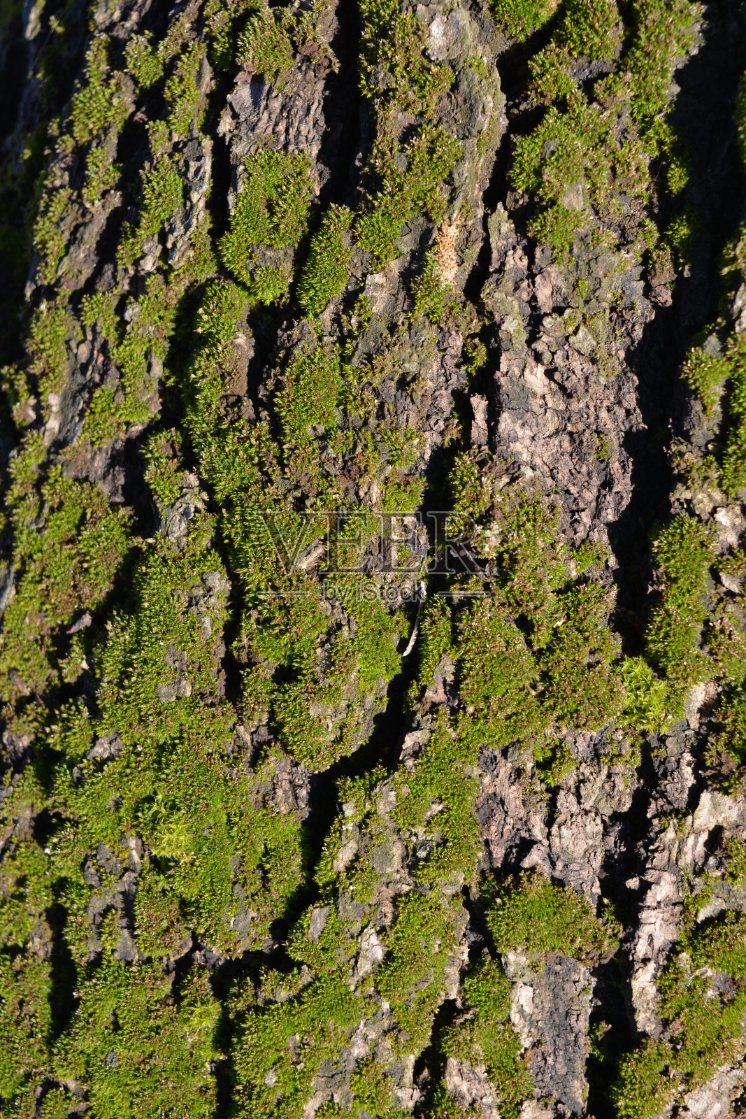 一棵古老的老杏树的树皮和蓬松的绿色苔藓被春天的阳光照耀。照片摄影图片