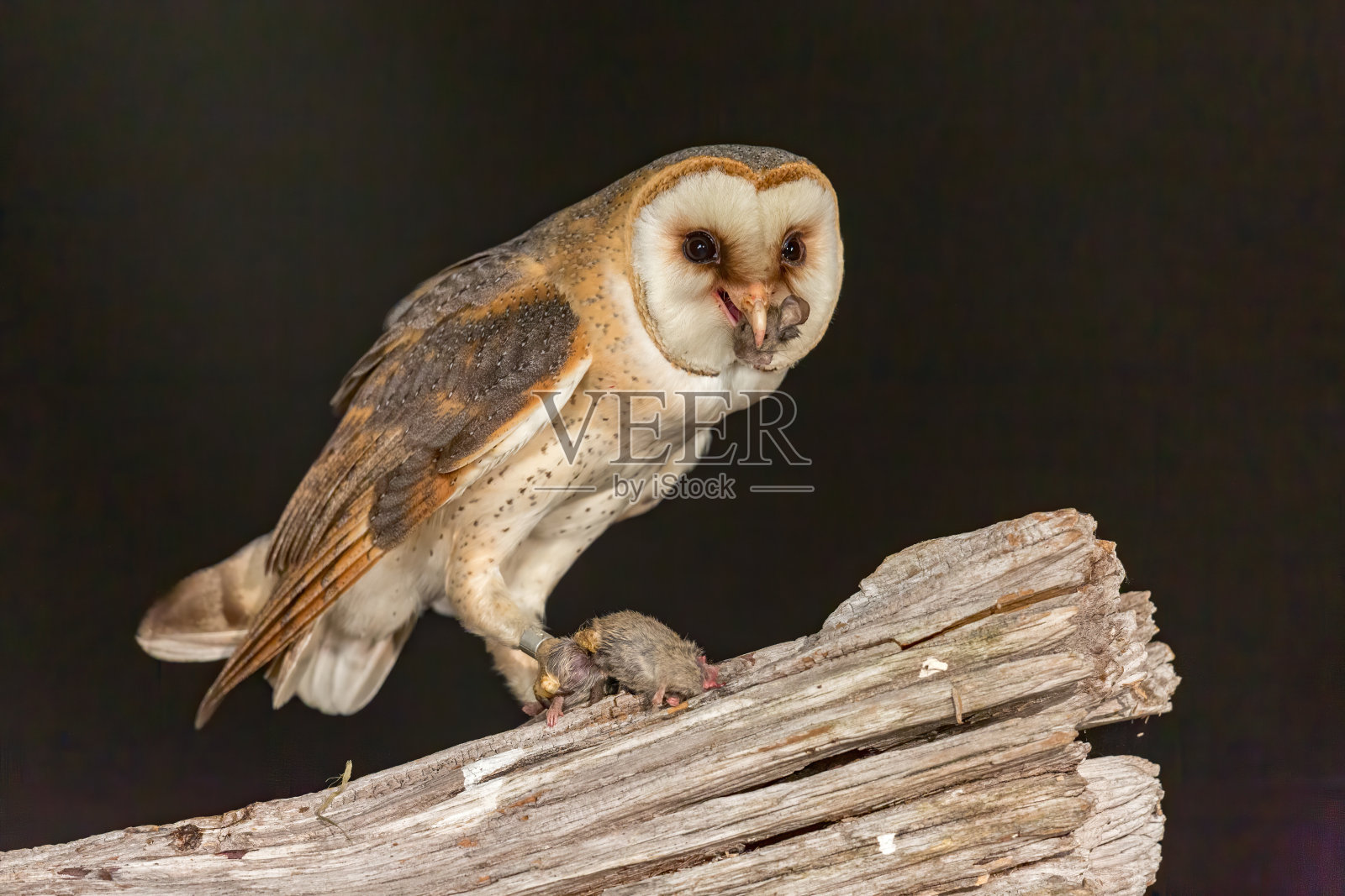 德国人又来了照片摄影图片