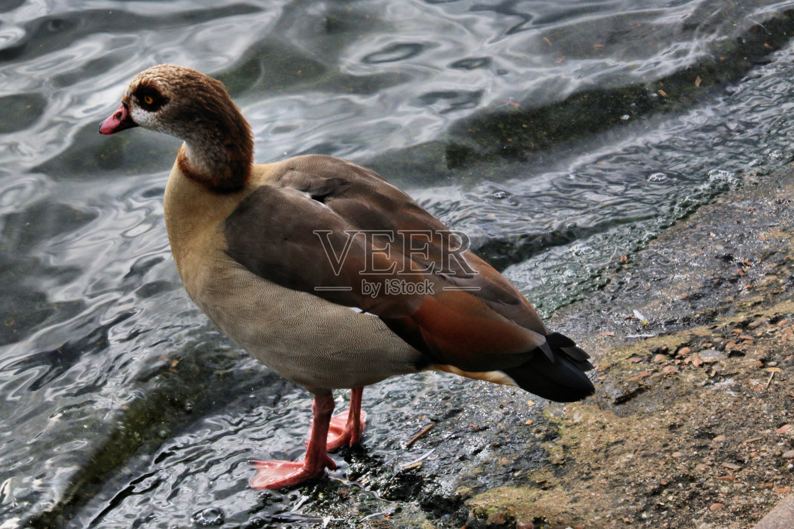 一个埃及鹅的观点照片摄影图片