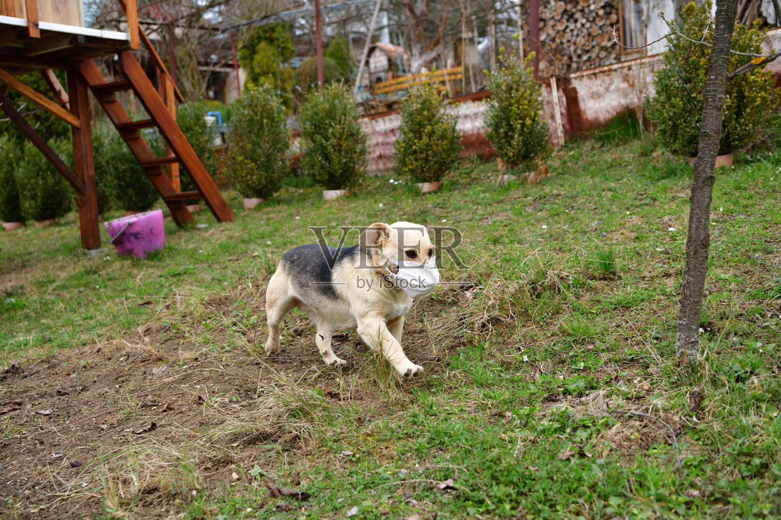 带着口罩遛狗照片摄影图片