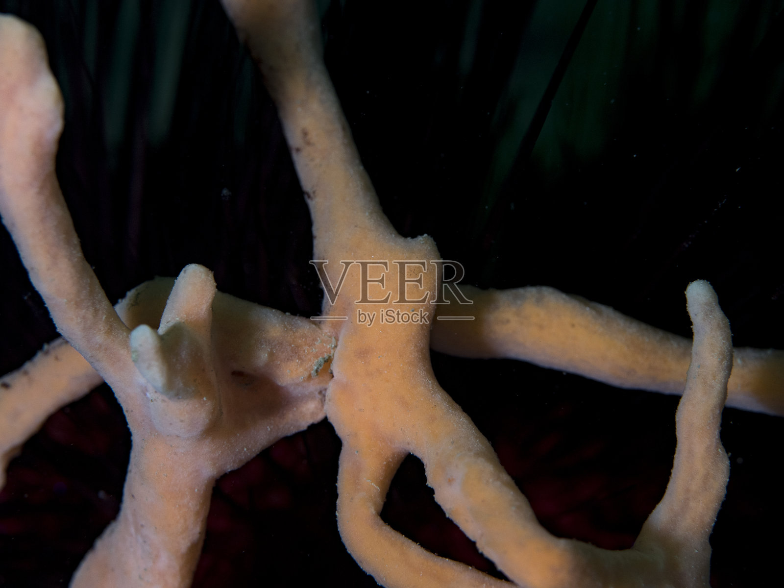 跳舞的海绵照片摄影图片