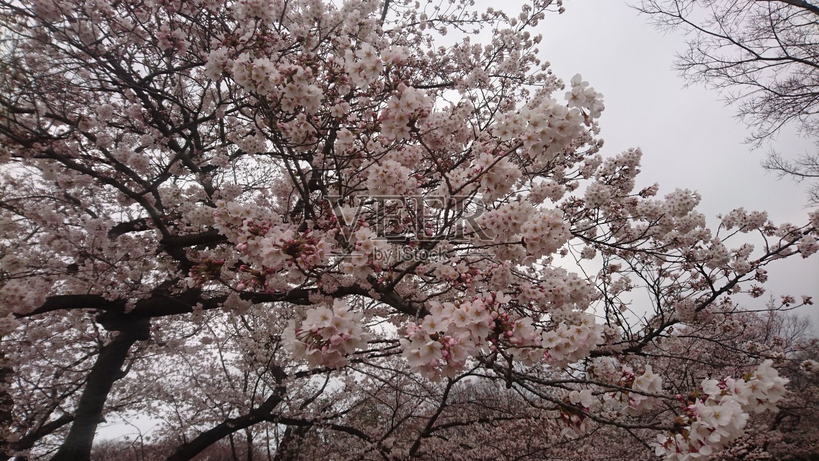 樱花照片摄影图片