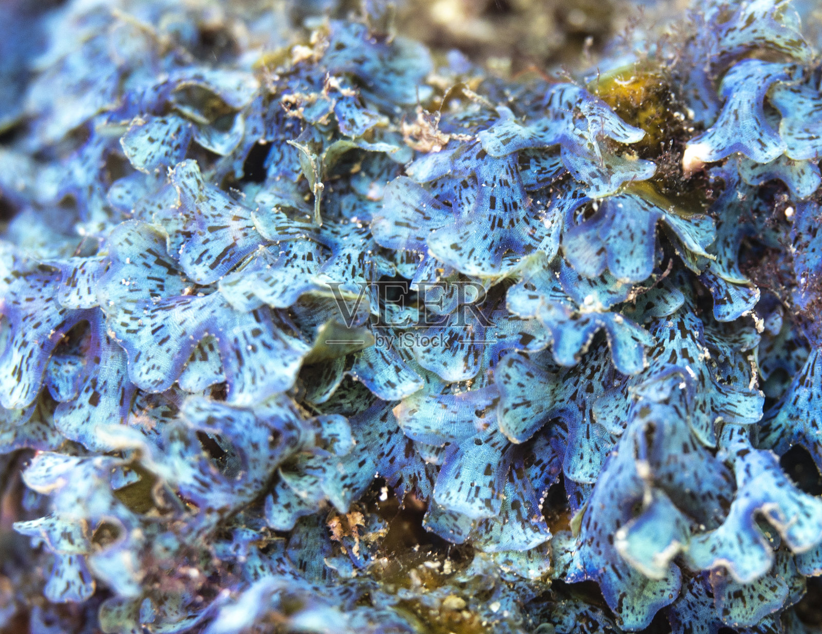 蓝色的海藻照片摄影图片