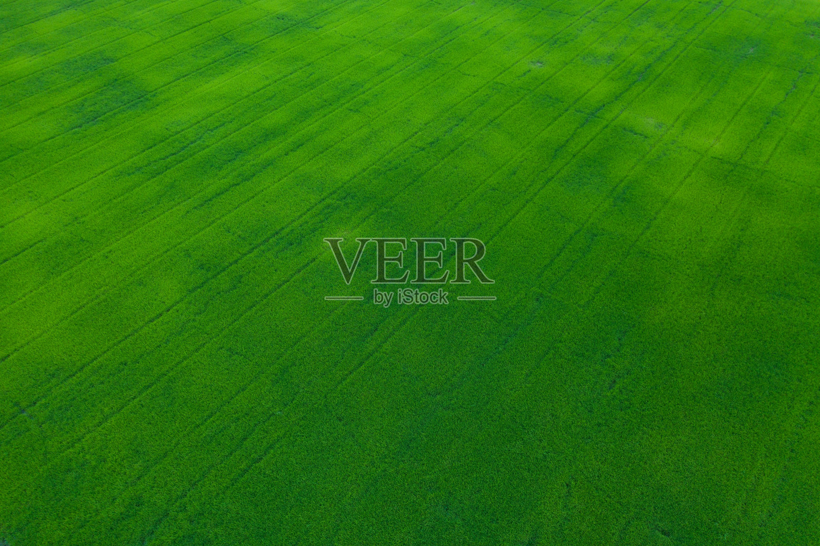 无人机鸟瞰图，以景观绿色格局自然为背景，俯视图稻田照片摄影图片