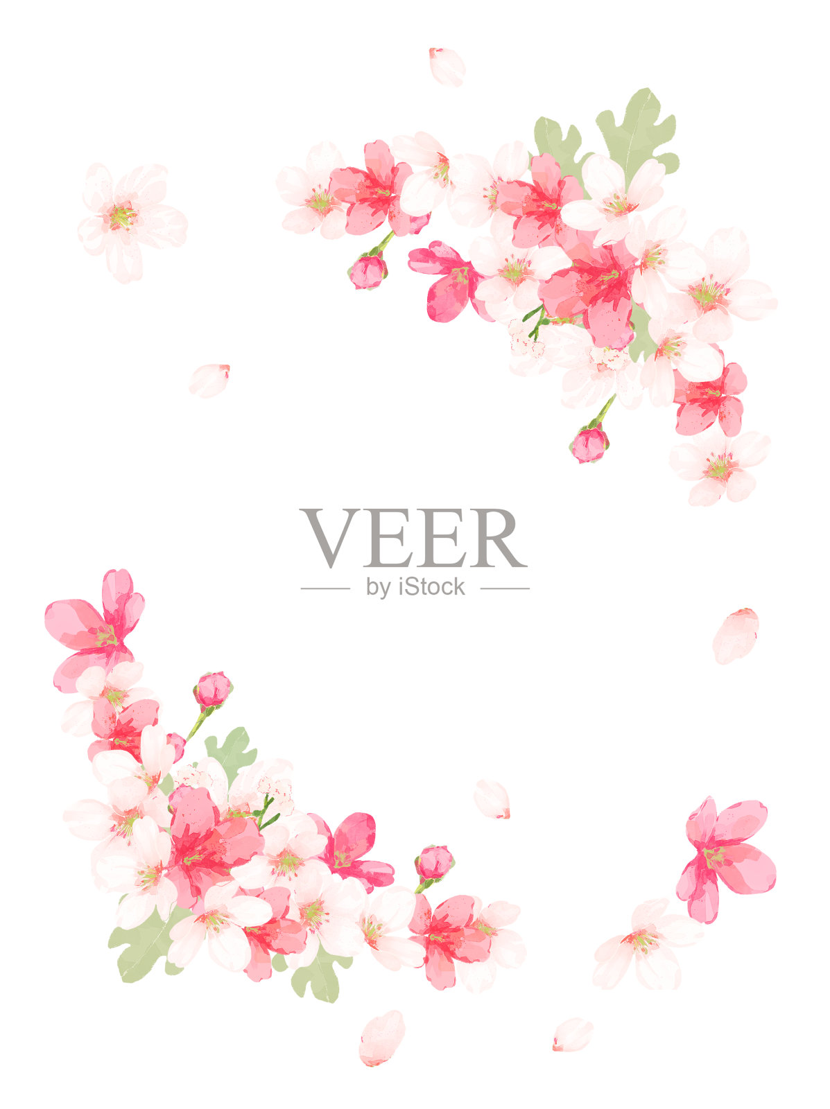 樱花框架(矢量)插画图片素材