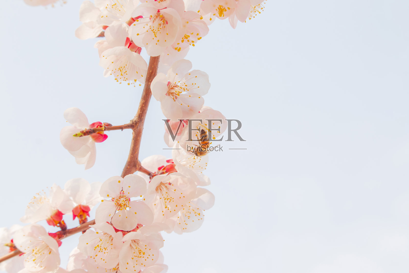 美丽的杏花和蜜蜂。照片摄影图片