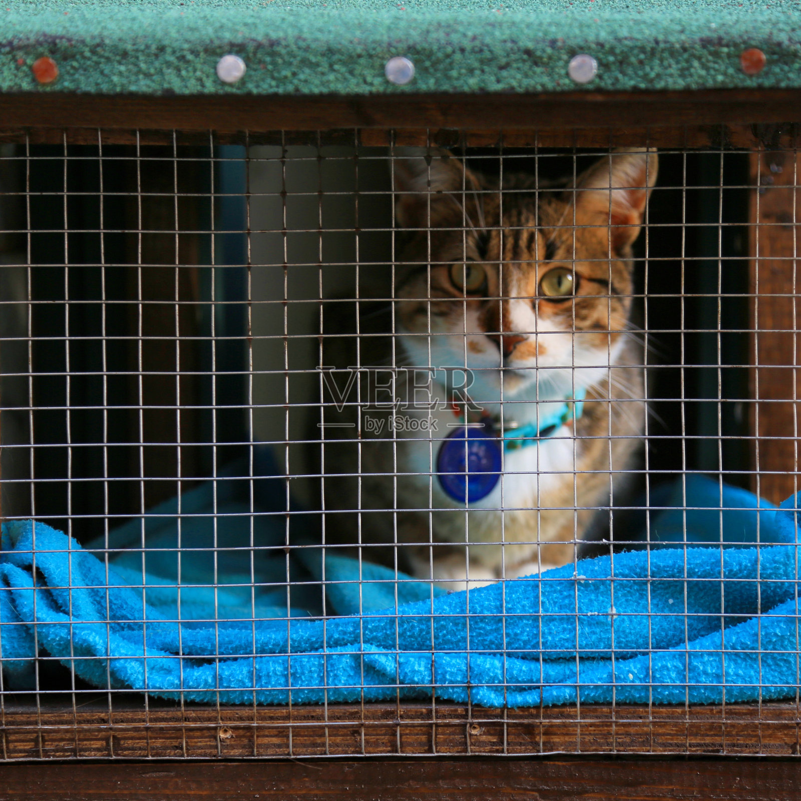 猫和Corona万岁照片摄影图片