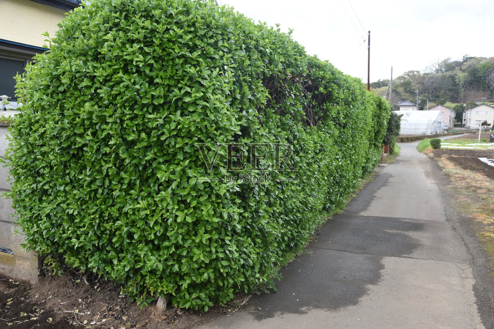 日本卫矛照片摄影图片