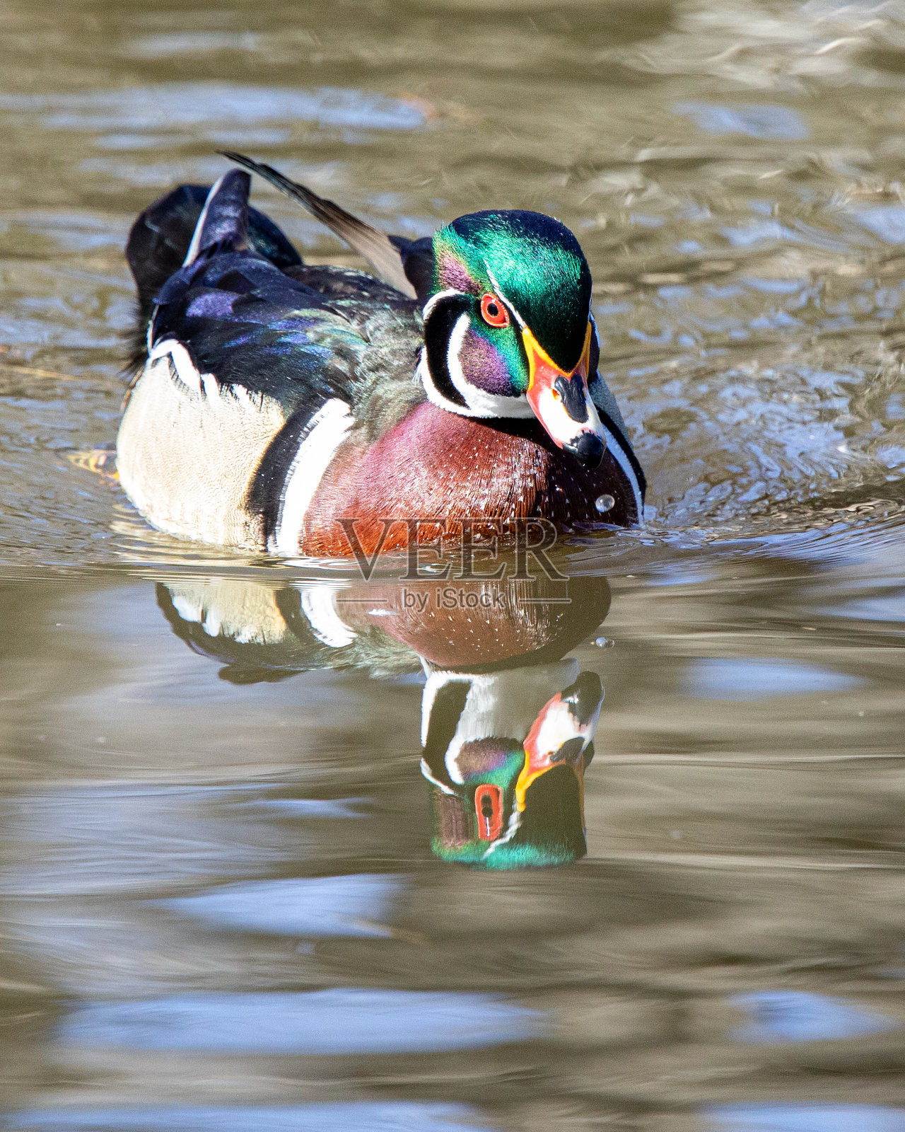 男木鸭子照片摄影图片