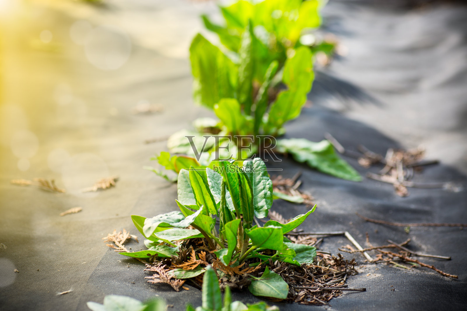 绿色新鲜的酢浆草生长在室外的农用纤维中照片摄影图片