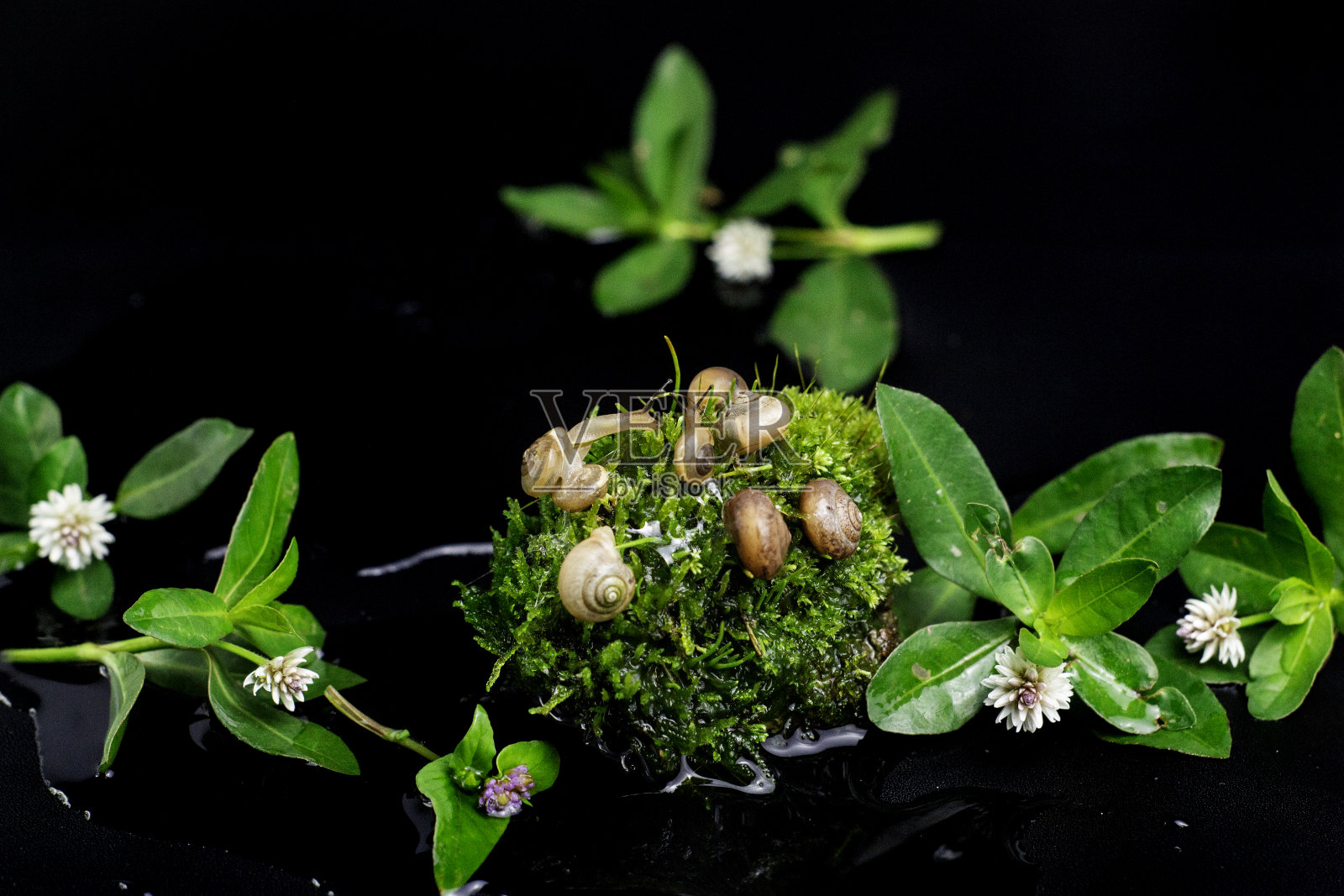 绿色苔藓石头上的小蜗牛生态系统照片摄影图片