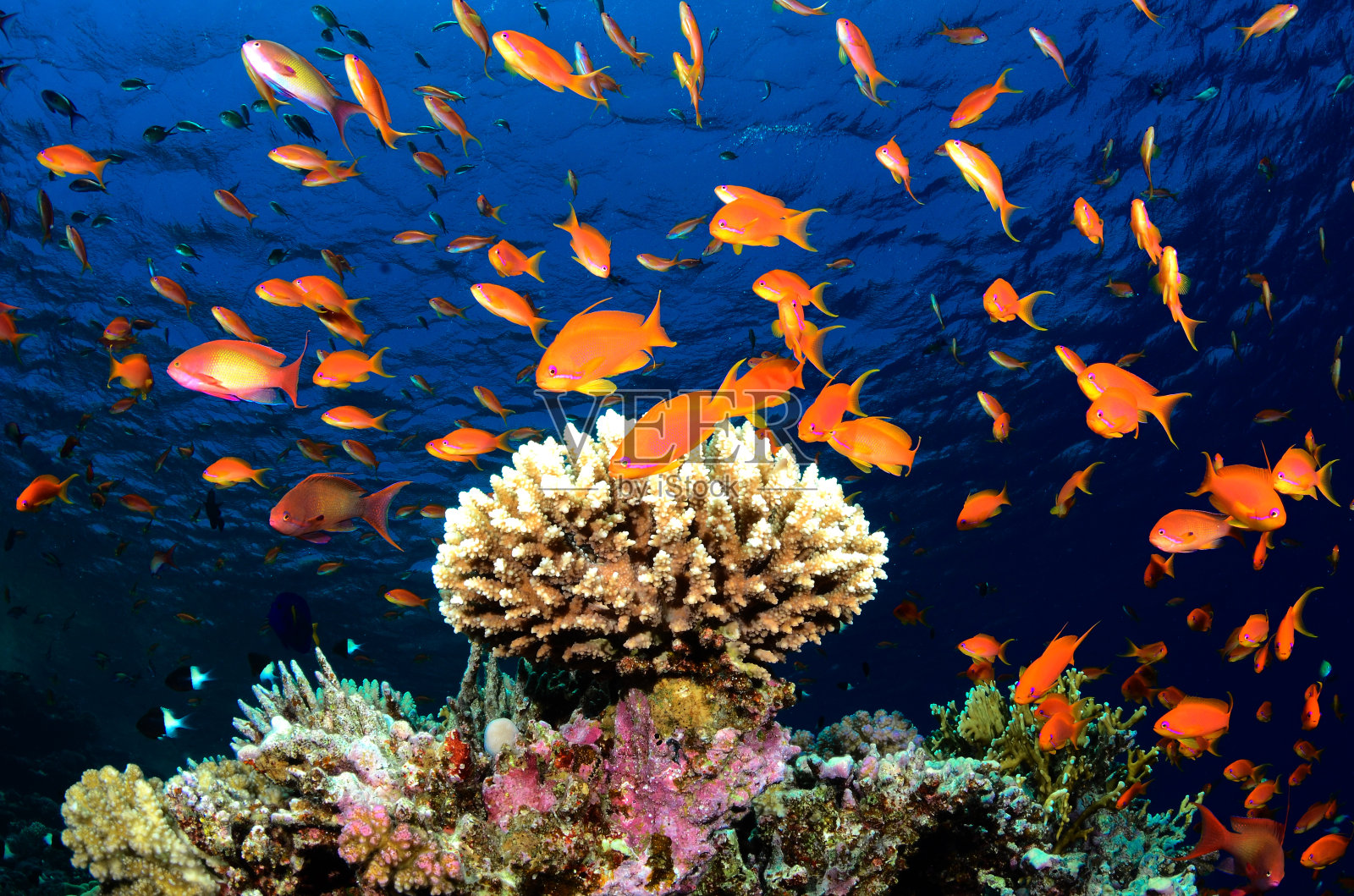 热带鱼照片摄影图片