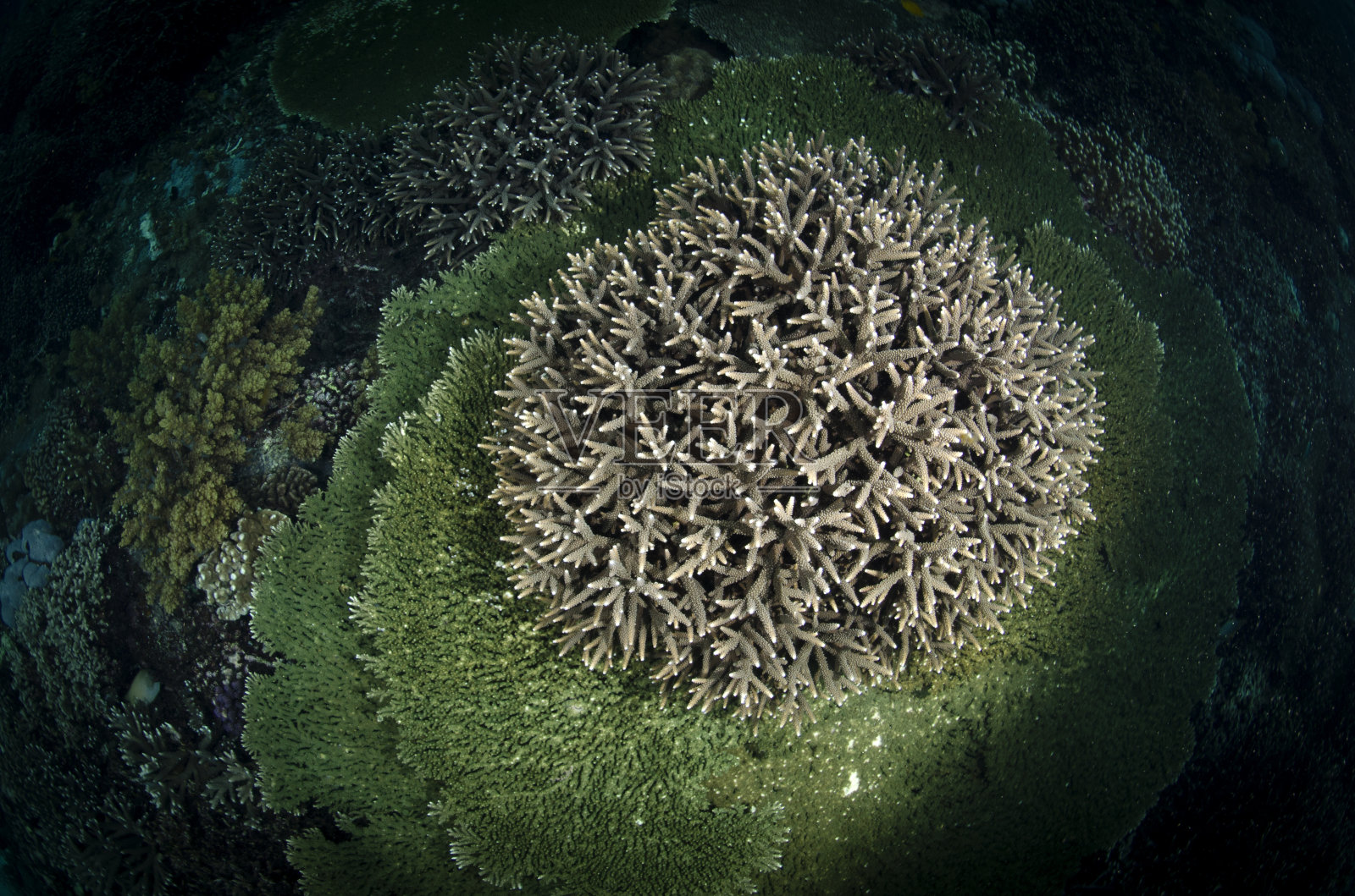 热带环境照片摄影图片