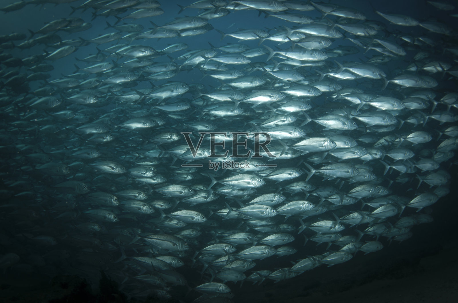 地中海鱼类群照片摄影图片