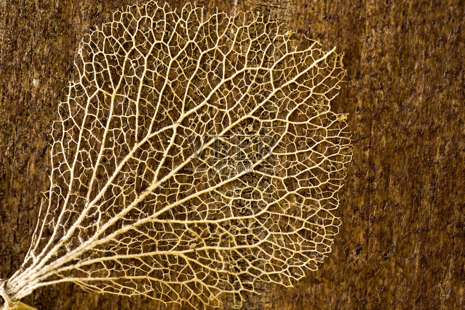 关闭叶子骨架照片摄影图片