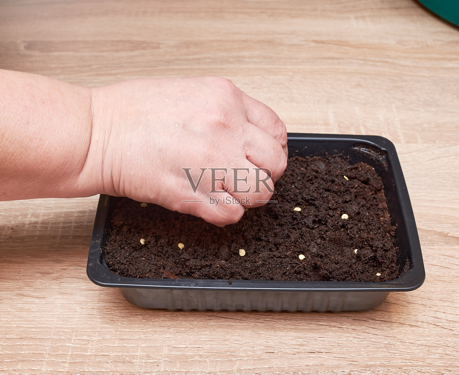 植物和花卉的种子在一个塑料盒容器的幼苗与妇女的手。准备种在地里的种子。蕃茄和胡椒的种子靠近。植物栽培照片摄影图片