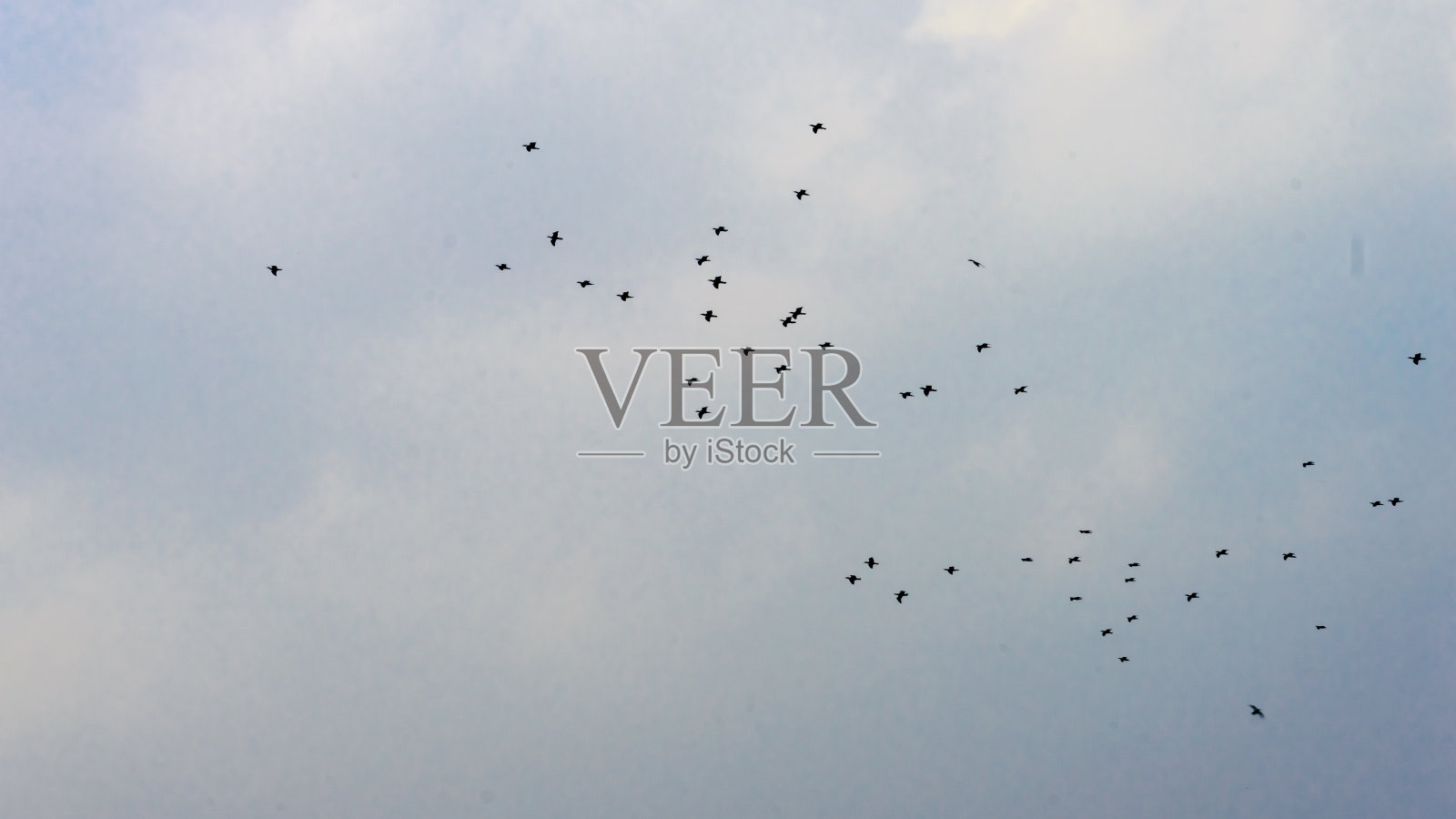 鸟群在傍晚天空中飞翔的抽象图案。轮廓。一群鸟在移动。在野外迁徙的动物。摄影的主题。照片摄影图片