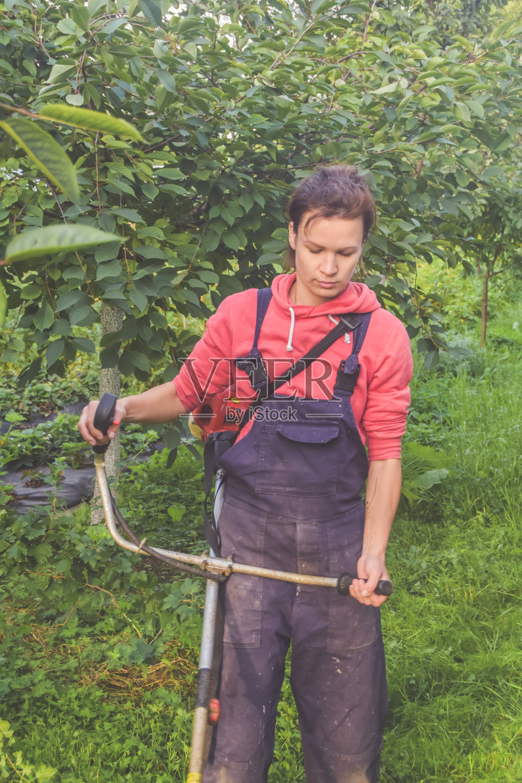 女工在花园里用割草机割草照片摄影图片