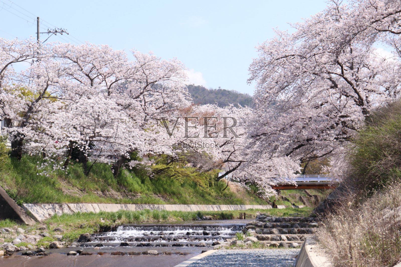 河边有盛开的樱花照片摄影图片