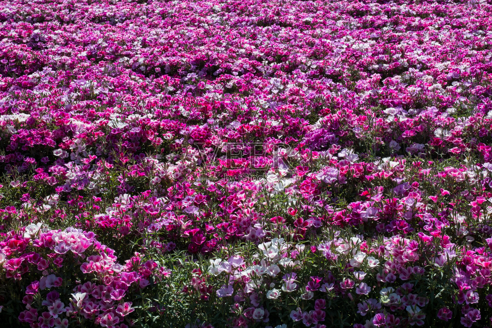 鲜艳的色彩绽放的田野照片摄影图片