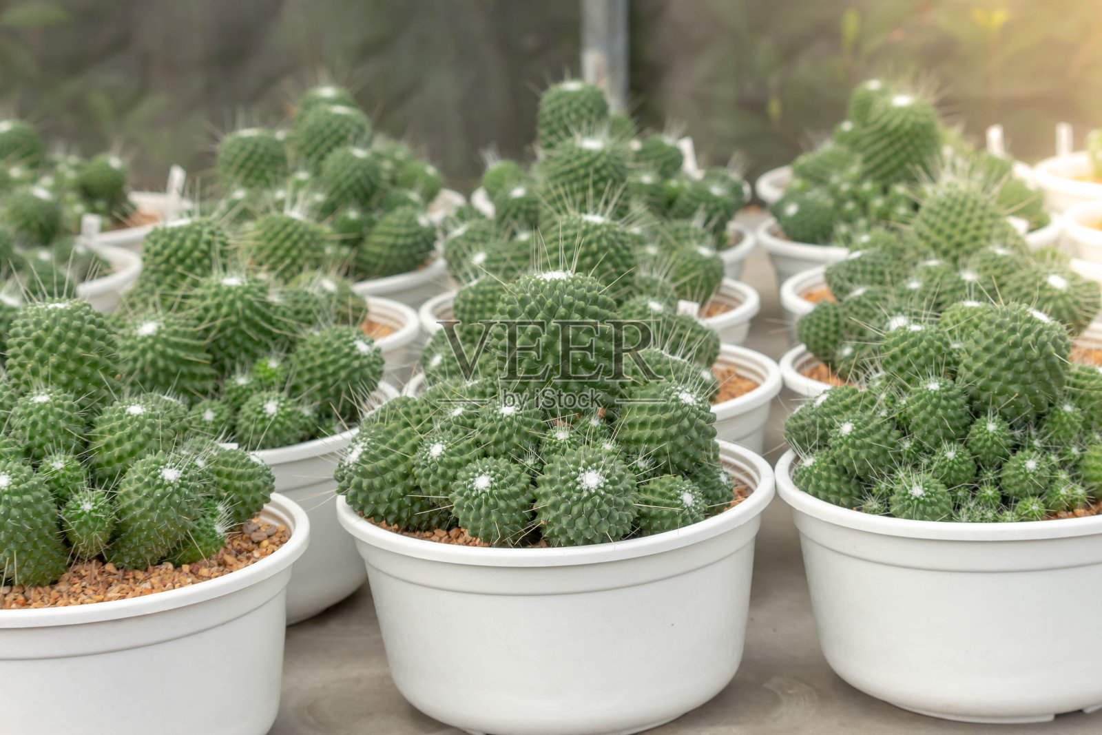 花盆里种着美丽的绿色仙人掌。沙漠里种着树。照片摄影图片