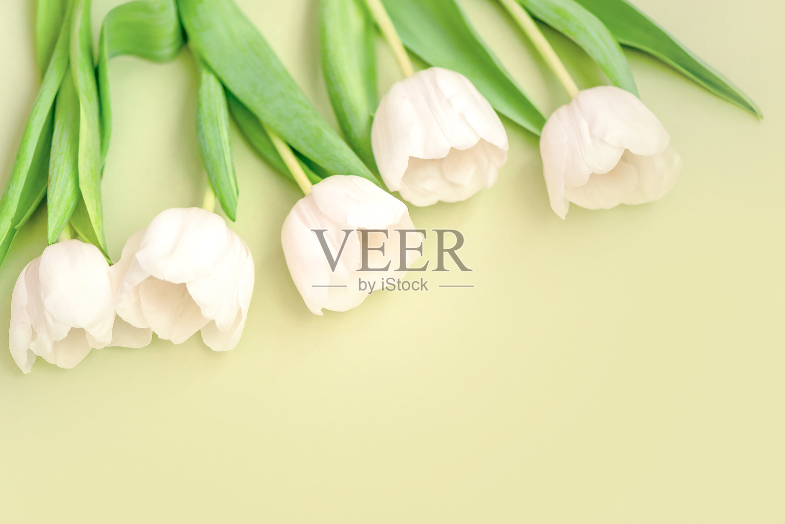 精致的白色郁金香花在绿色的背景上。情人节，母亲节，春天的概念。平铺，拷贝空间照片摄影图片