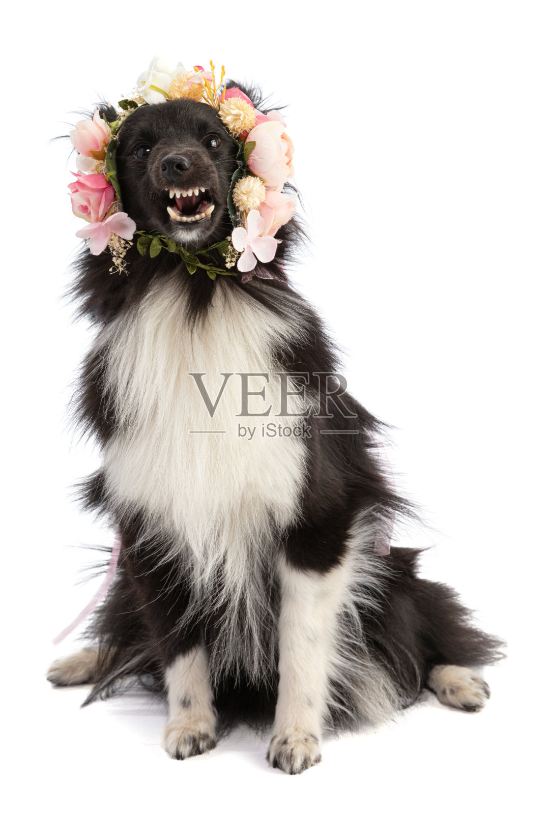 黑白相间的设得兰牧羊犬，带花照片摄影图片