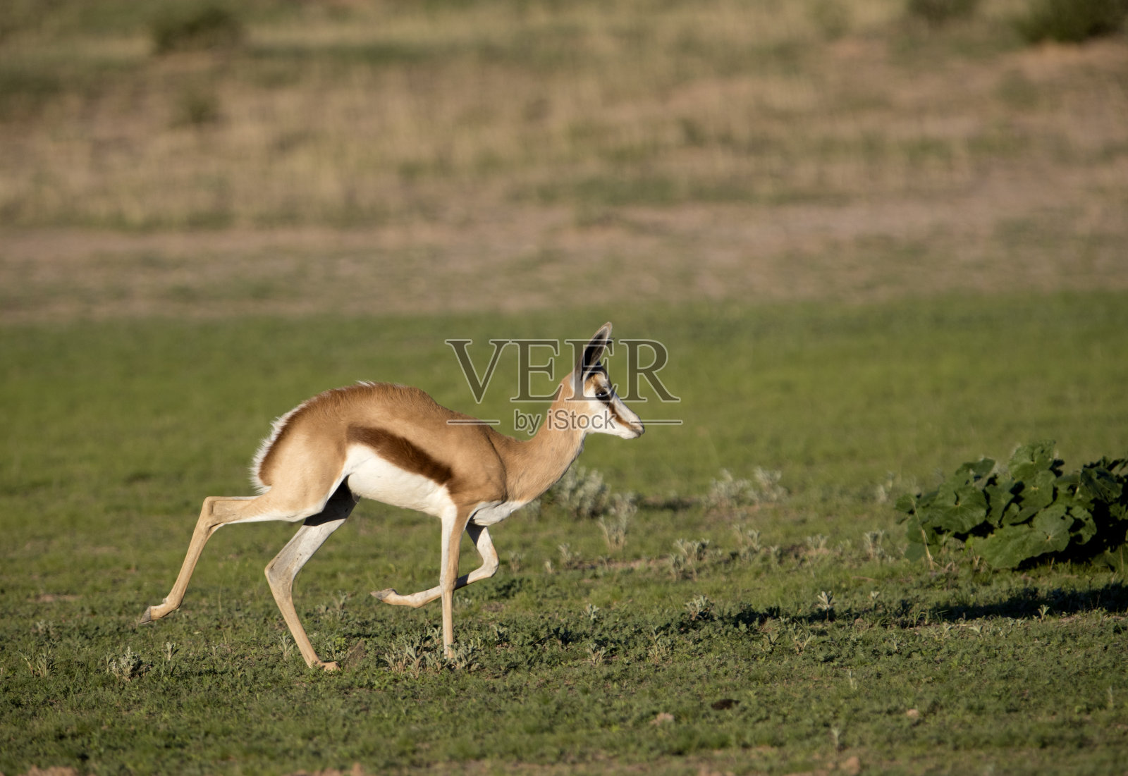 羚羊，在喀拉哈里沙漠。照片摄影图片