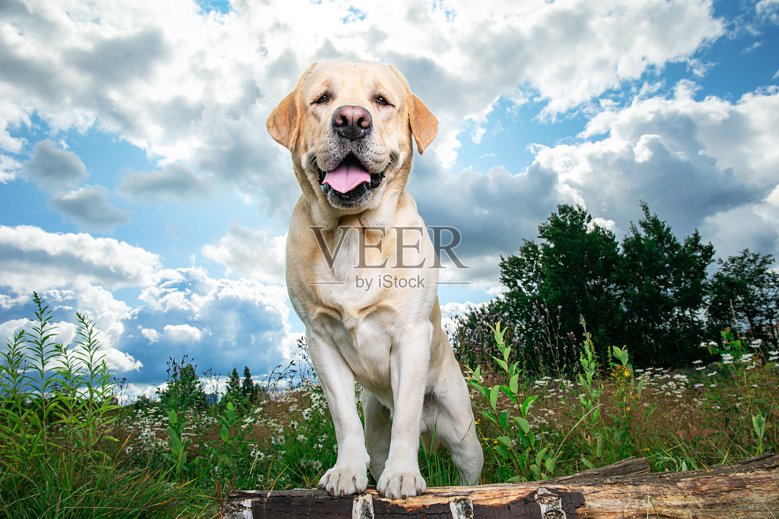 阳光明媚的一天，一只有趣的拉布拉多寻回犬坐在草地上照片摄影图片
