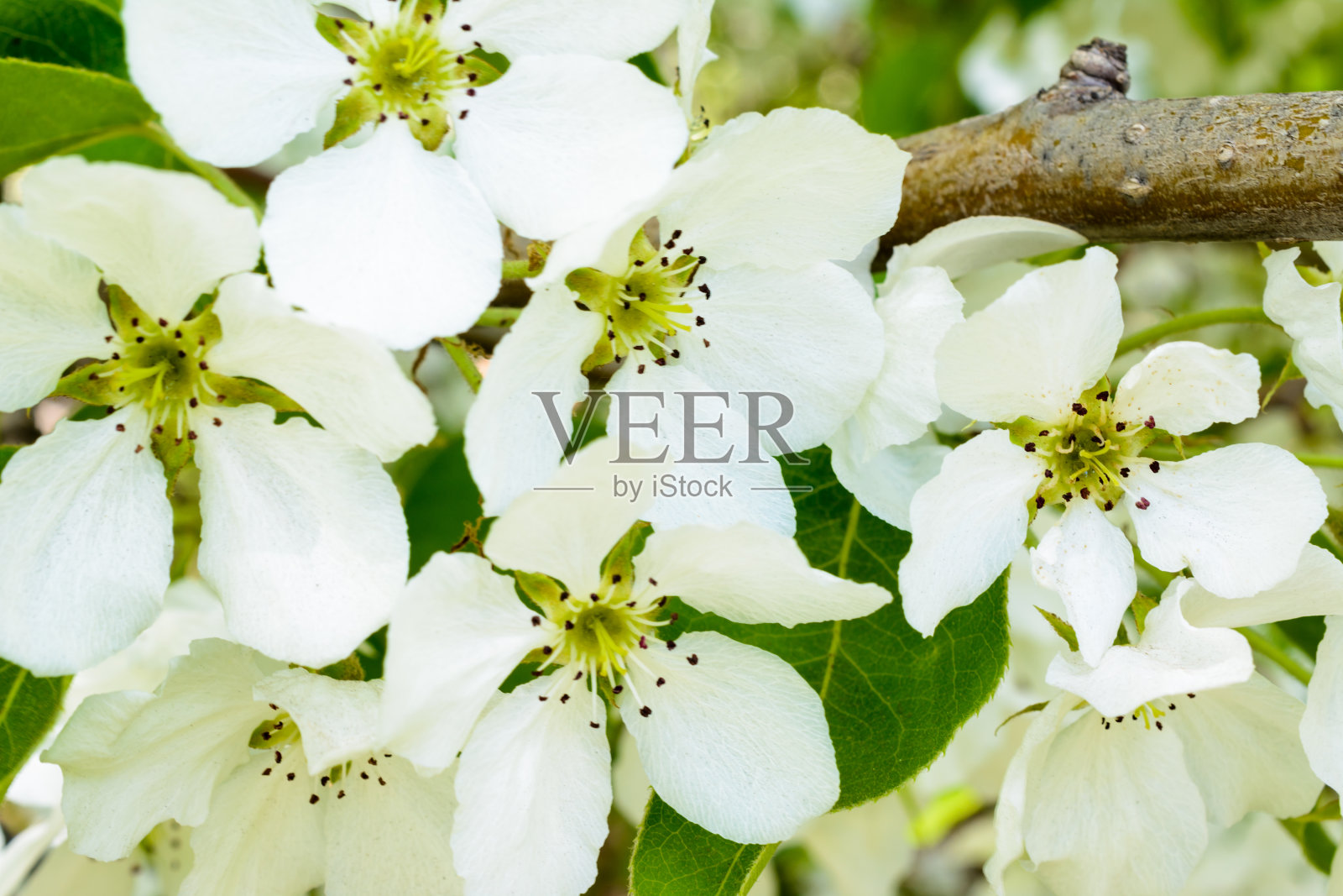 白苹果的花。美丽的开花苹果树。背景与盛开的鲜花在春日。开花苹果树(苹果)近。苹果花。照片摄影图片
