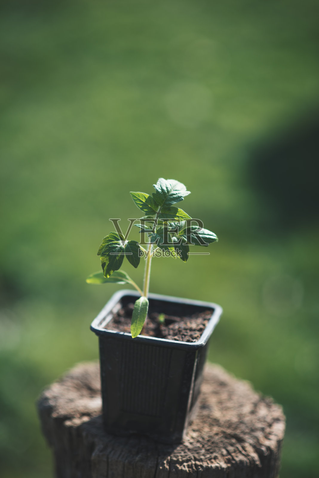 小塑料盆里的番茄幼苗。上面的观点。番茄盆栽。照片摄影图片