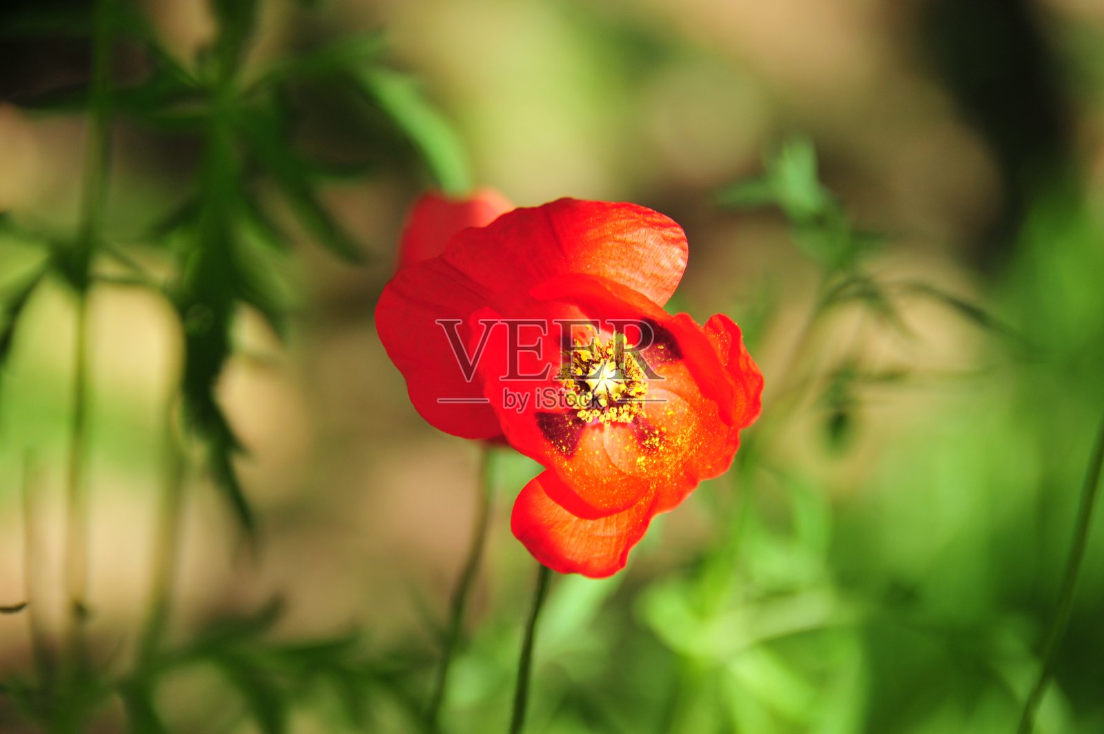 伊朗萨德阿巴德博物馆的美丽春天照片摄影图片