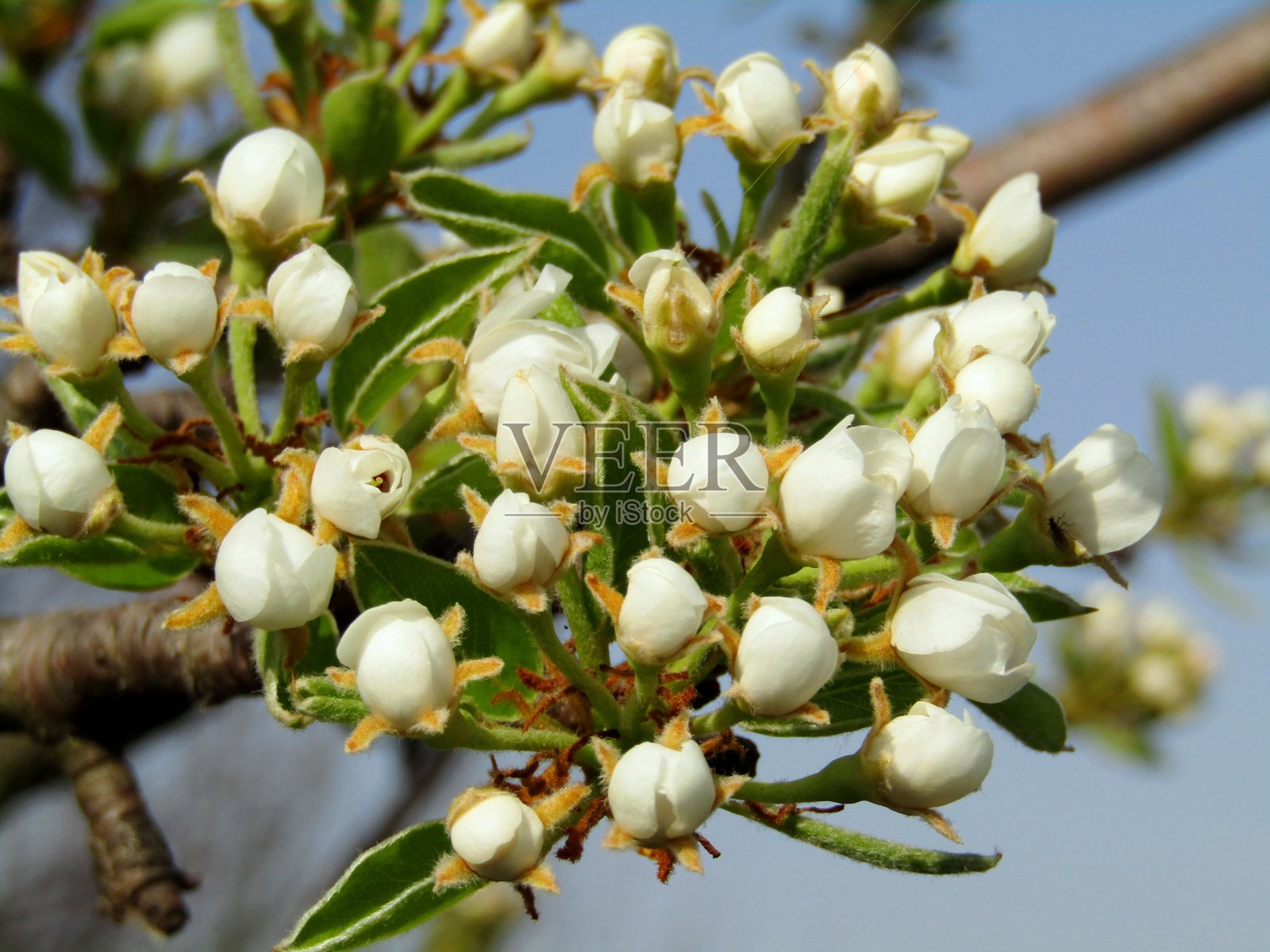 一群小梨子的一群芽和花照片摄影图片