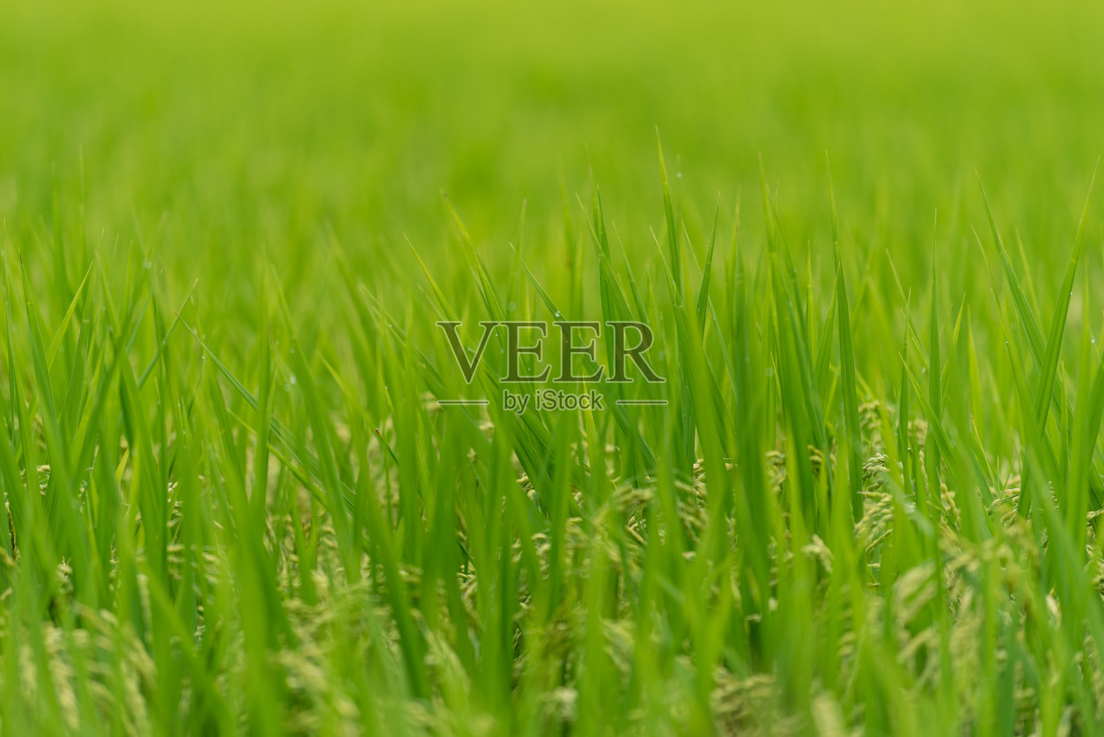 水稻近距离种植。有成熟谷粒的绿色稻谷植物照片摄影图片