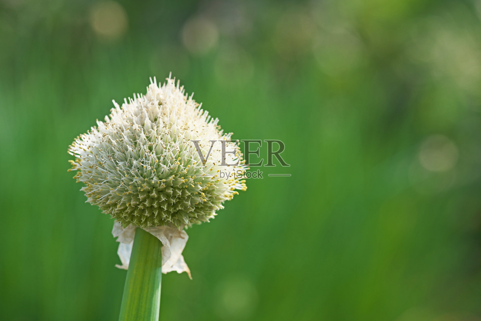 大葱照片摄影图片