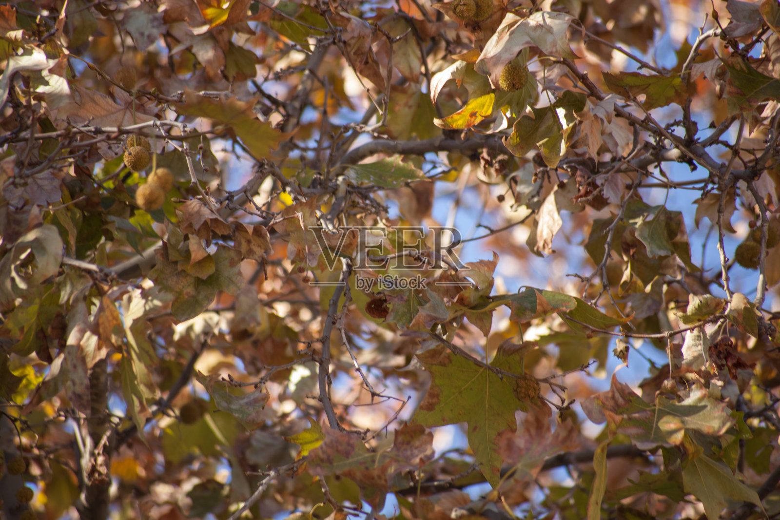 干叶子照片摄影图片