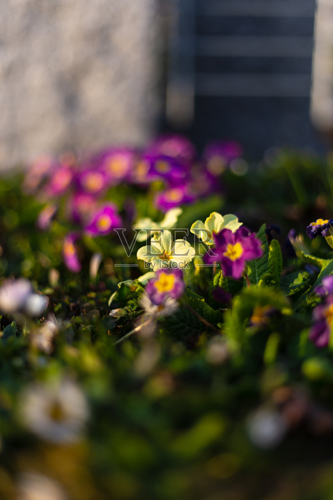 五颜六色的花在东方的乡村花园照片摄影图片